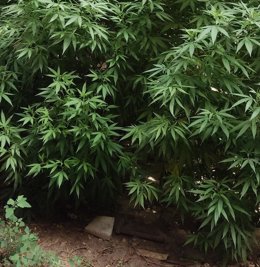 Archivo - Plantación de marihuana en imagen de archivo.
