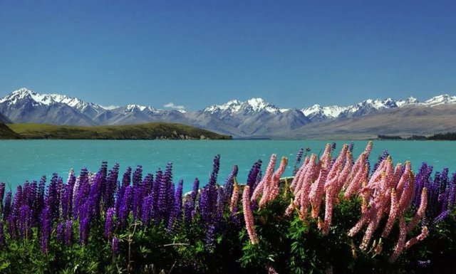 Los altramuces Russell, originarios de América del Norte, son invasores en Europa, Australia y Nueva Zelanda, y podrían extenderse aún más en Europa y las costas de Australia y Nueva Zelanda.