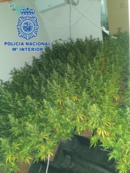 Tres detenidos y dos plantaciones de marihuana desmanteladas tras una reyerta entre bandas en El Puerto