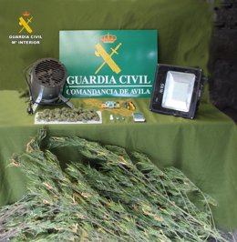 Investigado por cultivo de marihuana en un corral de Horcajo de las Torres (Ávila).