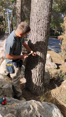 Tratamiento preventivo contra la procesionaria del pino