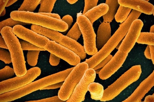 Imagen microscópica de la bacteria E. Coli.