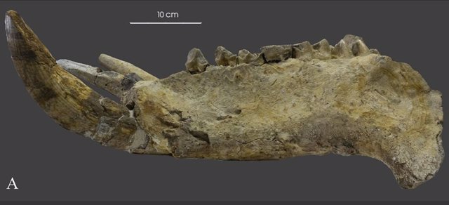 Restauración y estudio multidisciplinar del cráneo del Pleistoceno medio de Cava Montanari (Roma, centro de Italia)
