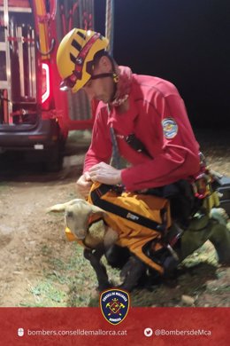 Un bombero con el cordero rescatado.