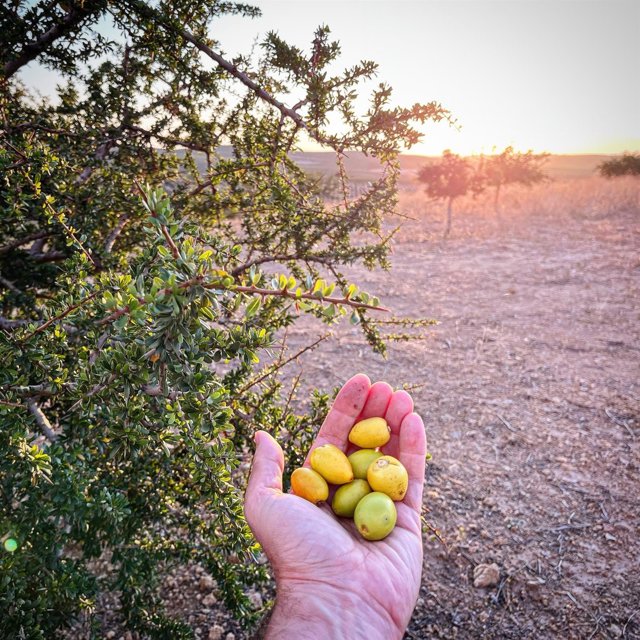 Frutos de argán recolectados por el grupo de trabajo de Cellbitec S.L. En su finca de Córdoba.