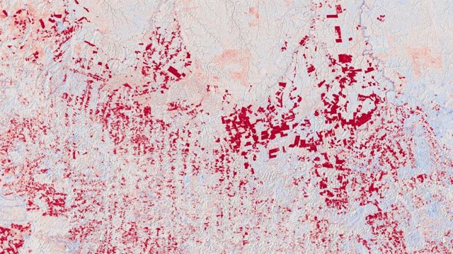 Los patrones de deforestación, como los que se ven aquí en el estado brasileño de Pará, se revelan muy claramente en los mapas de cambios DEM TanDEM-X por las disminuciones de altura marcadas en rojo.