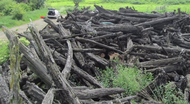 Restos de tejos muertos hace 4.000 años en los pantanos del este de Inglaterra