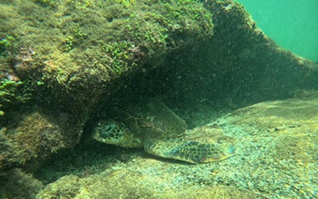 Las tortugas marinas están en movimiento y pueden contribuir a la disminución global de las praderas marinas.