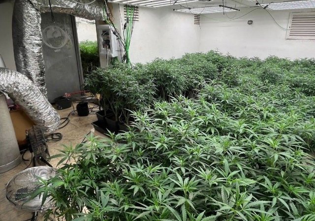 Plantació de marihuana
