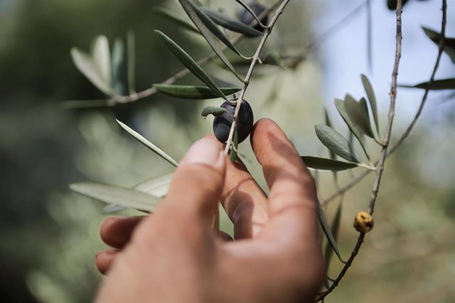 Archivo - Un hombre coge una aceituna de una rama de un olivo, foto de recurso