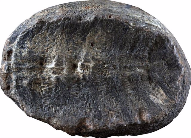 El fósil que originalmente se interpretó como una planta, pero que ahora los investigadores han descubierto, es el interior del caparazón de una tortuga bebé. .