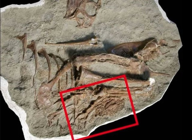 Una fotografía de muestra que destaca la ubicación del contenido del estómago conservado.