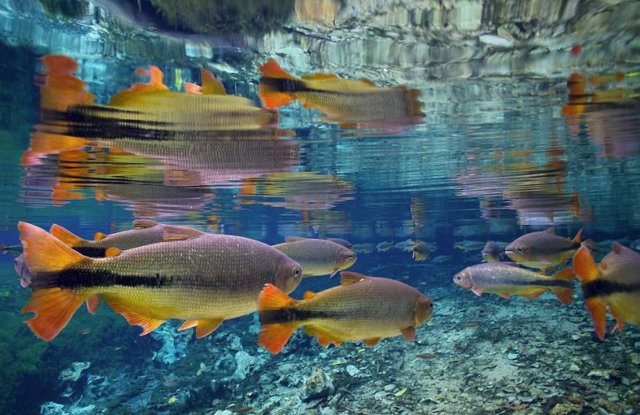 Una nueva evaluación encuentra que el 25% de los peces de agua dulce están en riesgo de extinción, y al menos el 17% de las especies de peces de agua dulce amenazadas se ven afectadas por el cambio climático.