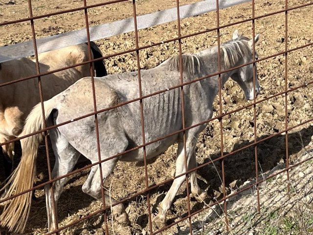 Pacma denuncia la presencia de caballos malnutridos y un cadáver en una explotación en Bercero (Valladolid).