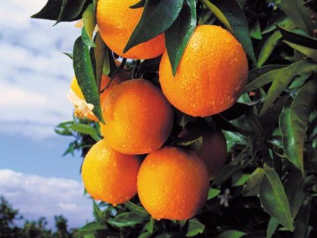 Las naranjas son una fruta con numerosas propiedades y vitaminas