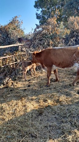 Imagen de la vaca con su ternero tras el parto.