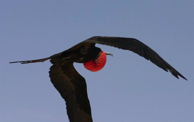 Ejemplar de gran fragata en vuelo