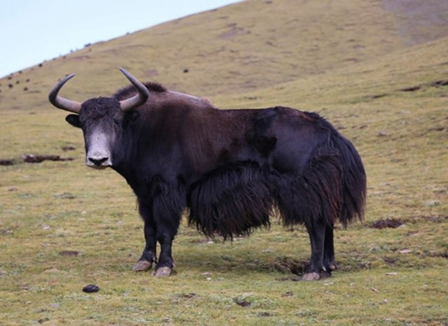 Un yak en la meseta tibetana nororiental.