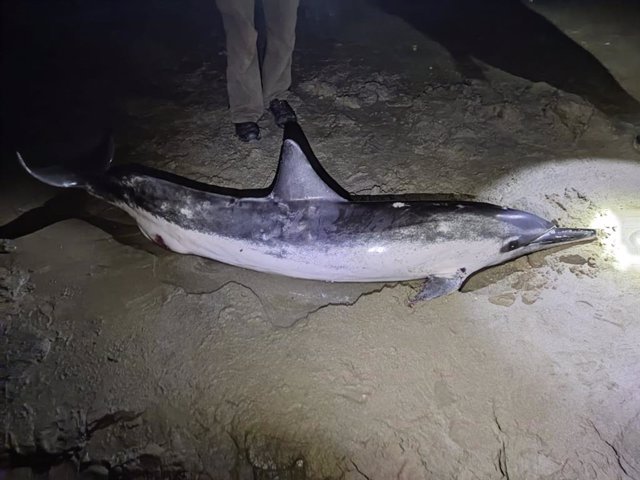 Ejemplar de delfín acróbata de hocico largo varado en Barbate.