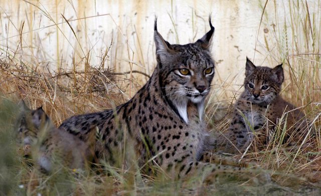 Archivo - Lince ibérico.