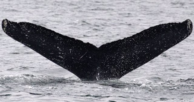 Cola de ballena