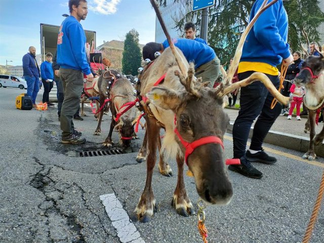 Archivo - Preparando cabalgata de Papá Noel en Oviedo. Animales en cabalgata.