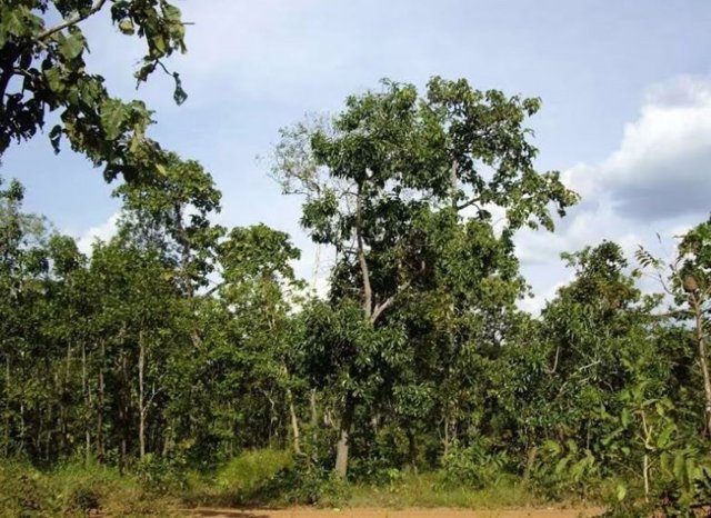 Bosque del sudeste asiático