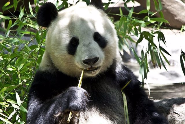 Oso panda