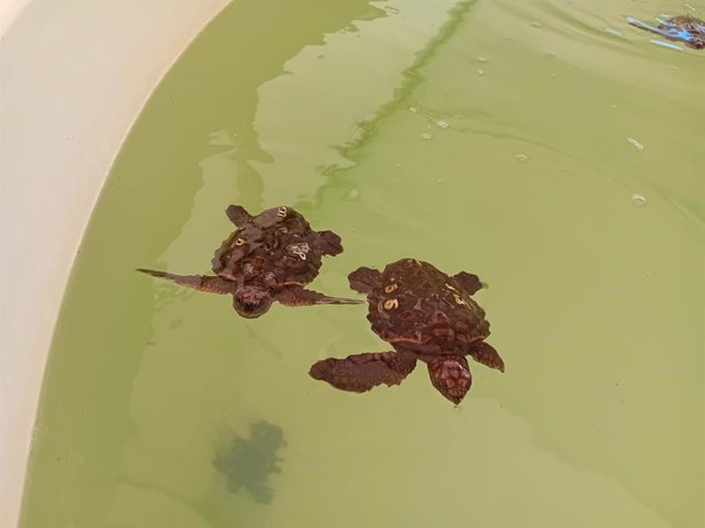 El Centro de Gestión del Medio Marino del Estrecho, referencia en la recuperación de las tortugas boba