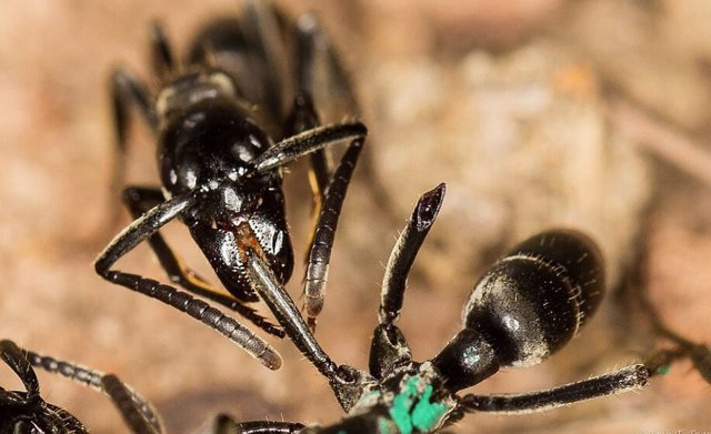 Una hormiga Matabele atiende la herida de otra hormiga cuyas patas fueron arrancadas a mordiscos en una pelea con termitas.