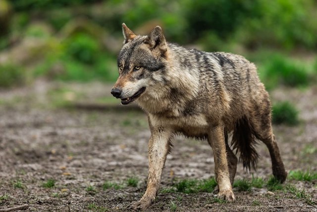 Agricultura.- Ganaderos piden activar las mesas sectoriales del lobo tras la propuesta de Bruselas de rebajar su protección