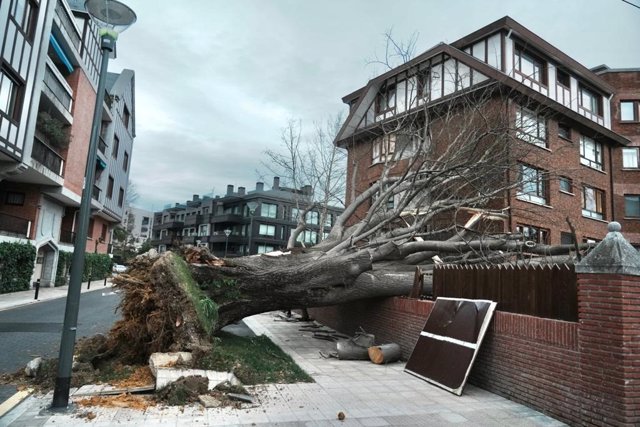 Árbol de grandes dimensiones tirado por el viento junto a unas viviendas en Getxo (Bizkaia)