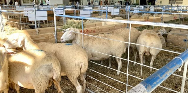 Una explotación de ovino. 