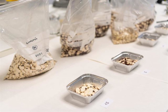 Expertos de la Universitat Politècnica de València (UPV) proponen implantar nuevas especies de garrofó y variar la temporada de cultivo para mejorar la producción