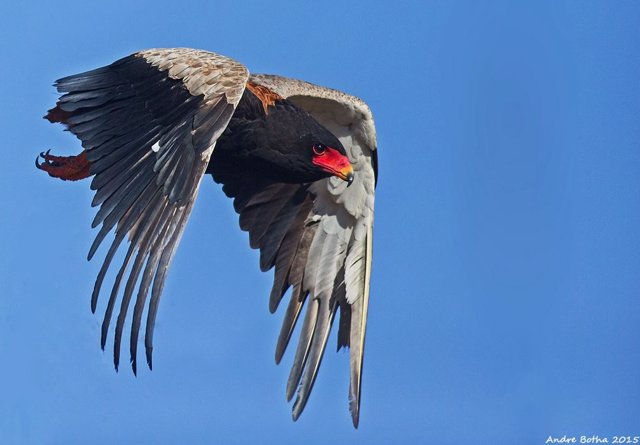 Un águila volatinera en Sudáfrica. El número de aves rapaces ha ido disminuyendo en todo el continente durante décadas debido a la expansión de la agricultura.