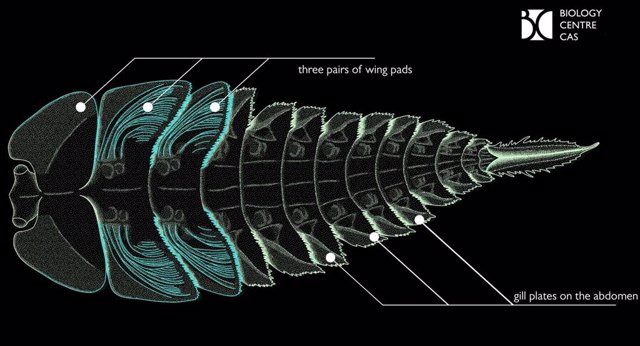 Reconstrucción de la larva de K. Brauneri, basada en todos los especímenes fósiles descubiertos.