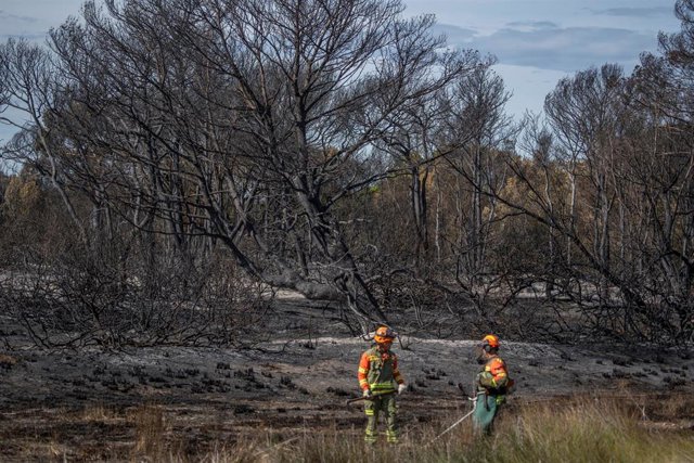 Archivo - Bomberos frente a la vegetación afectada por un incendio forestal declarado en el Saler, a 23 de octubre de 2023