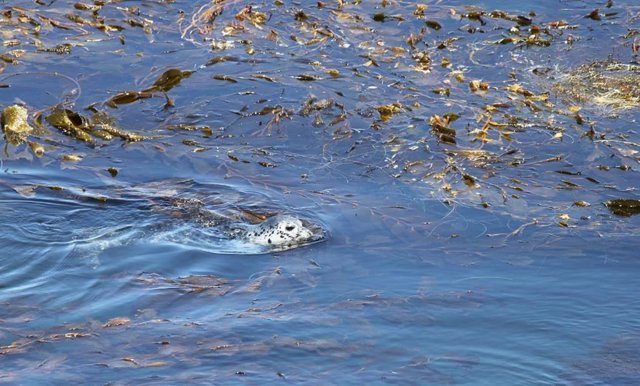 Una foca del Pacífico nada a través de un bosque de algas marinas en la Bahía de Monterey, California.