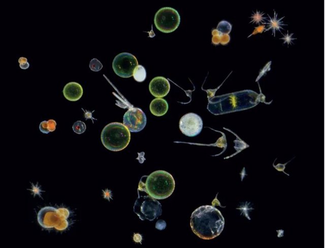 Mezcla de protistas unicelulares: diatomeas, dinoflagelados, radiolarios y foraminíferos.