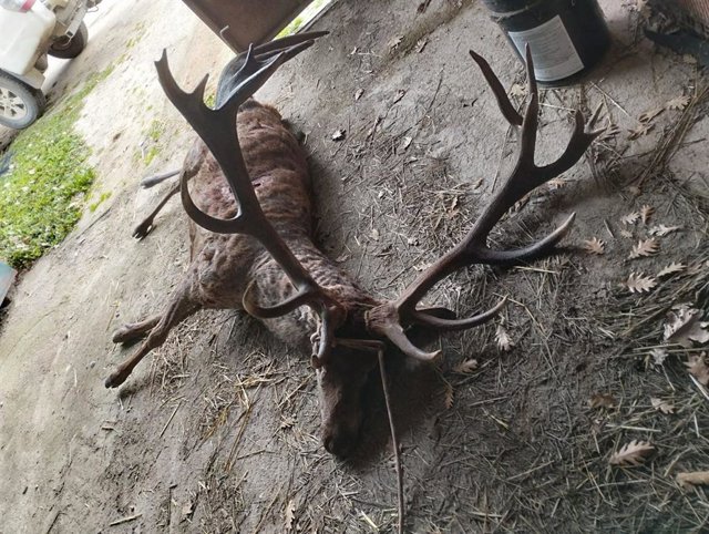 Fundación Naturaleza denuncia la muerte de un ciervo por furtivos en la Reserva Campanarios de Azaba, en Salamanca.