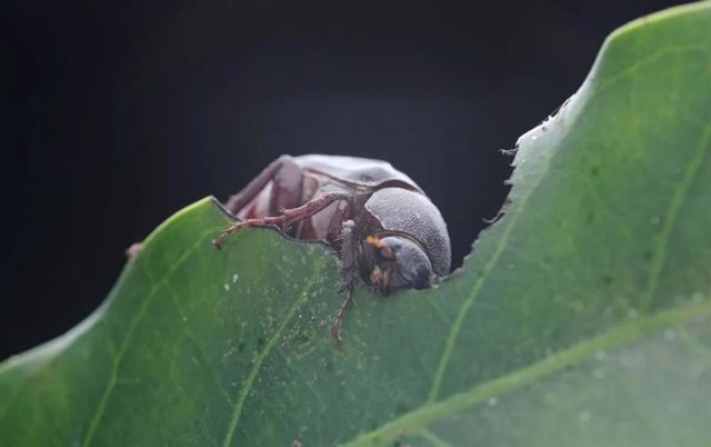 Holotrichia paralelola, el gran escarabajo negro, es una plaga agrícola grave en Asia.?