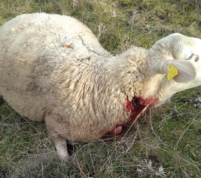 Oveja herida por un ataque de lobo en la provincia de Ávila.