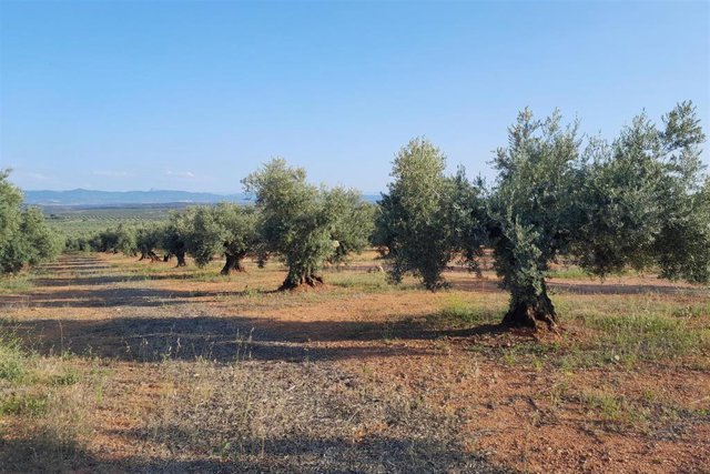 Oliuvar en el Campo de Montiel, Ciudad Real.