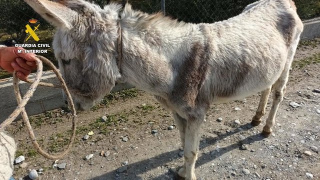 Burro recuperado por la Guardia Civil