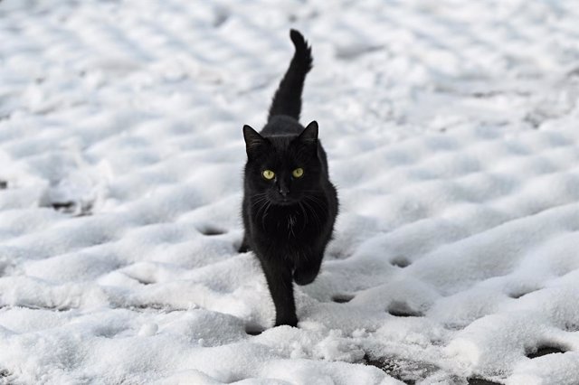 Archivo - 08 February 2021, Slovakia, Bystricany: A Black Cat Walks Along A Snow-Covered Field Amid Freezing Temperatures. Photo: Radovan Stoklasa/TASR/Dpa (Foto De ARCHIVO) 08/2/2021 ONLY FOR USE IN SPAIN
