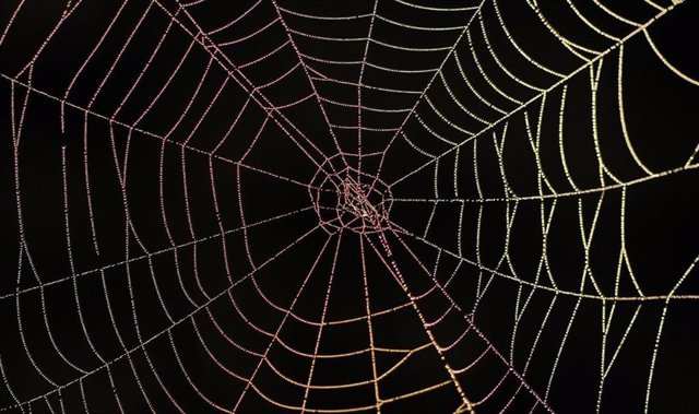 Inspirándose en la seda que se ve en la naturaleza, como la seda de araña, los científicos de RPI pretenden reducir los desechos plásticos convirtiéndolos en proteínas de seda ecológicas.