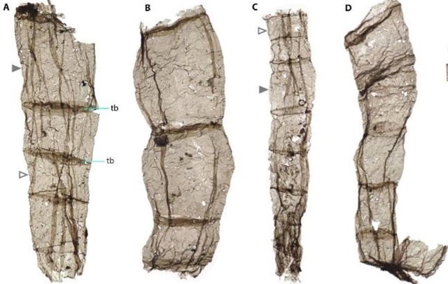 Fósil multicelular Qingshania de la Formación Chuanlinggou.