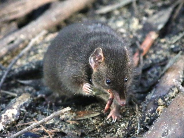 Esta fotografía muestra un antequino oscuro macho en un recinto naturalista ubicado en Cabo Otway, Australia.