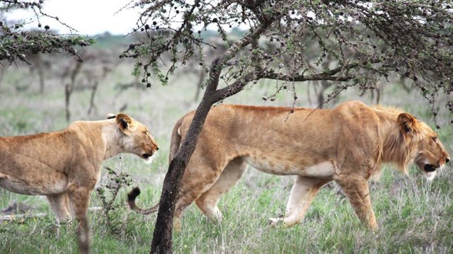 El león en África Oriental cambia sus hábitos de caza debido a pequeñas especies de hormigas.
