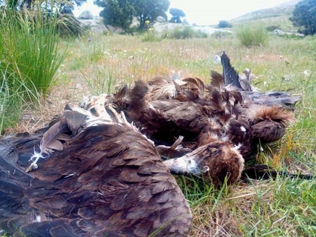 Cadáver de buitre negro localizado en las inmediaciones del CTR Ávila-Norte.